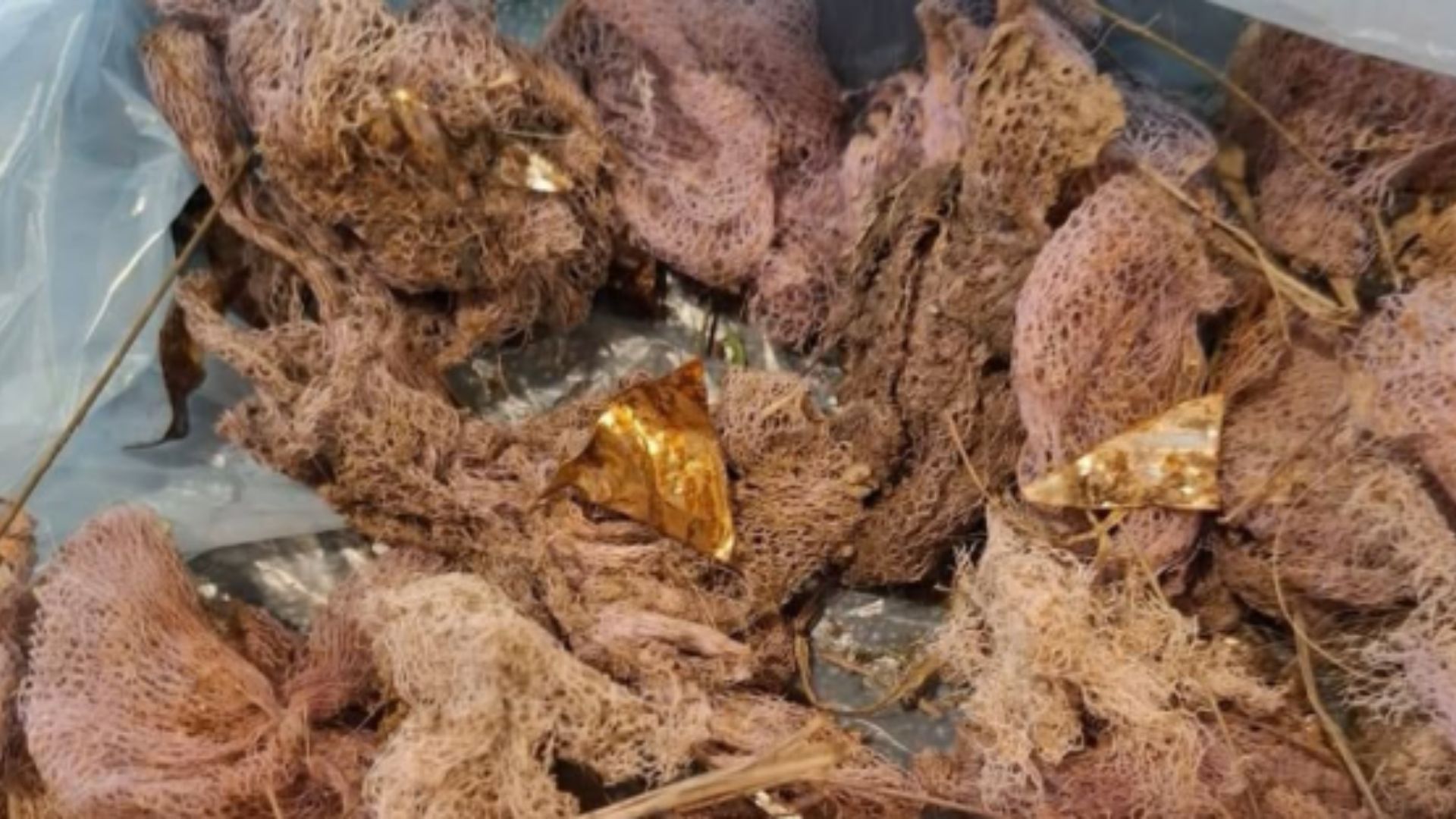 Alerta en Tigre: encontraron comida con chapitas de latas que podría envenenar mascotas