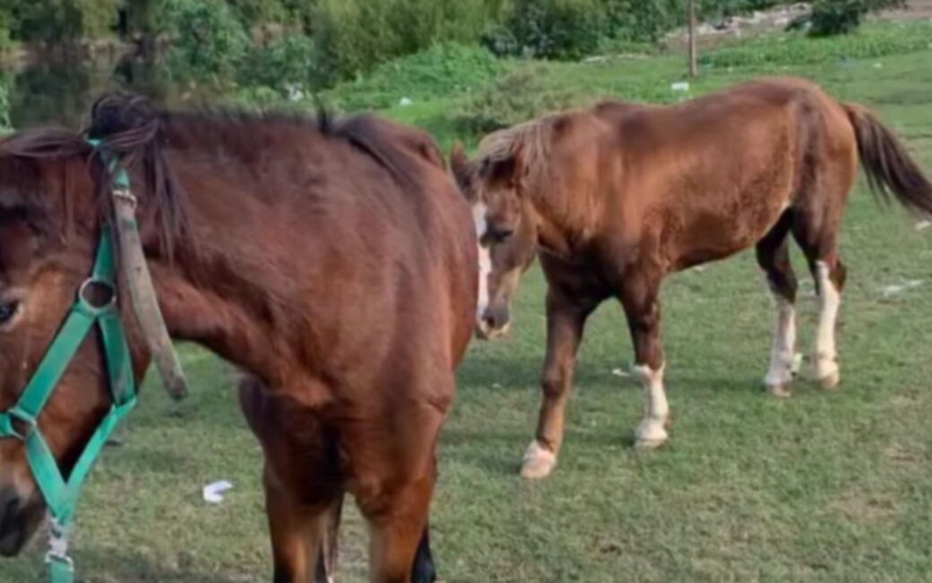 Maltrato equino en Tigre: qué hacer si ves un caso