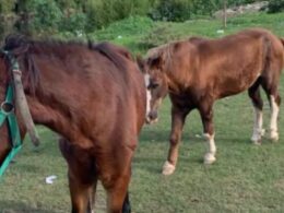 Maltrato equino en Tigre: qué hacer si ves un caso