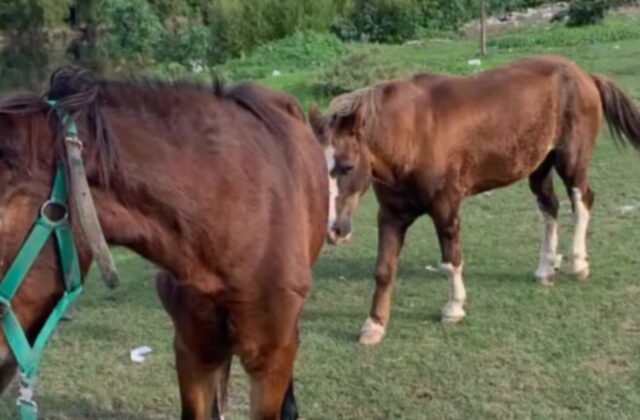 Maltrato equino en Tigre: qué hacer si ves un caso